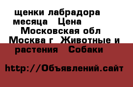 щенки лабрадора 1.5 месяца › Цена ­ 8 000 - Московская обл., Москва г. Животные и растения » Собаки   